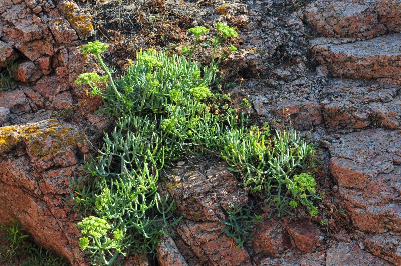 Crithmum maritimum